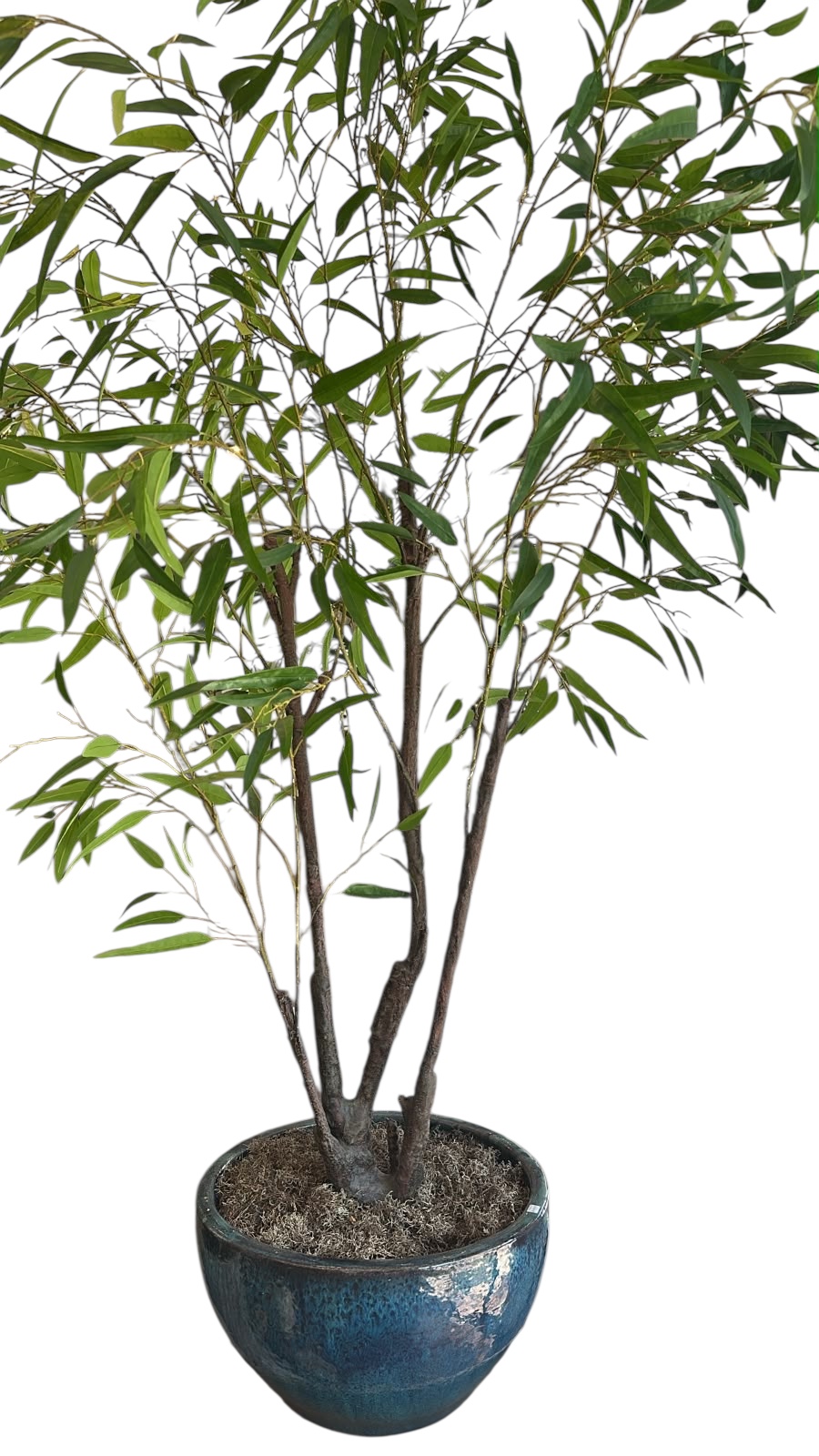 Planta