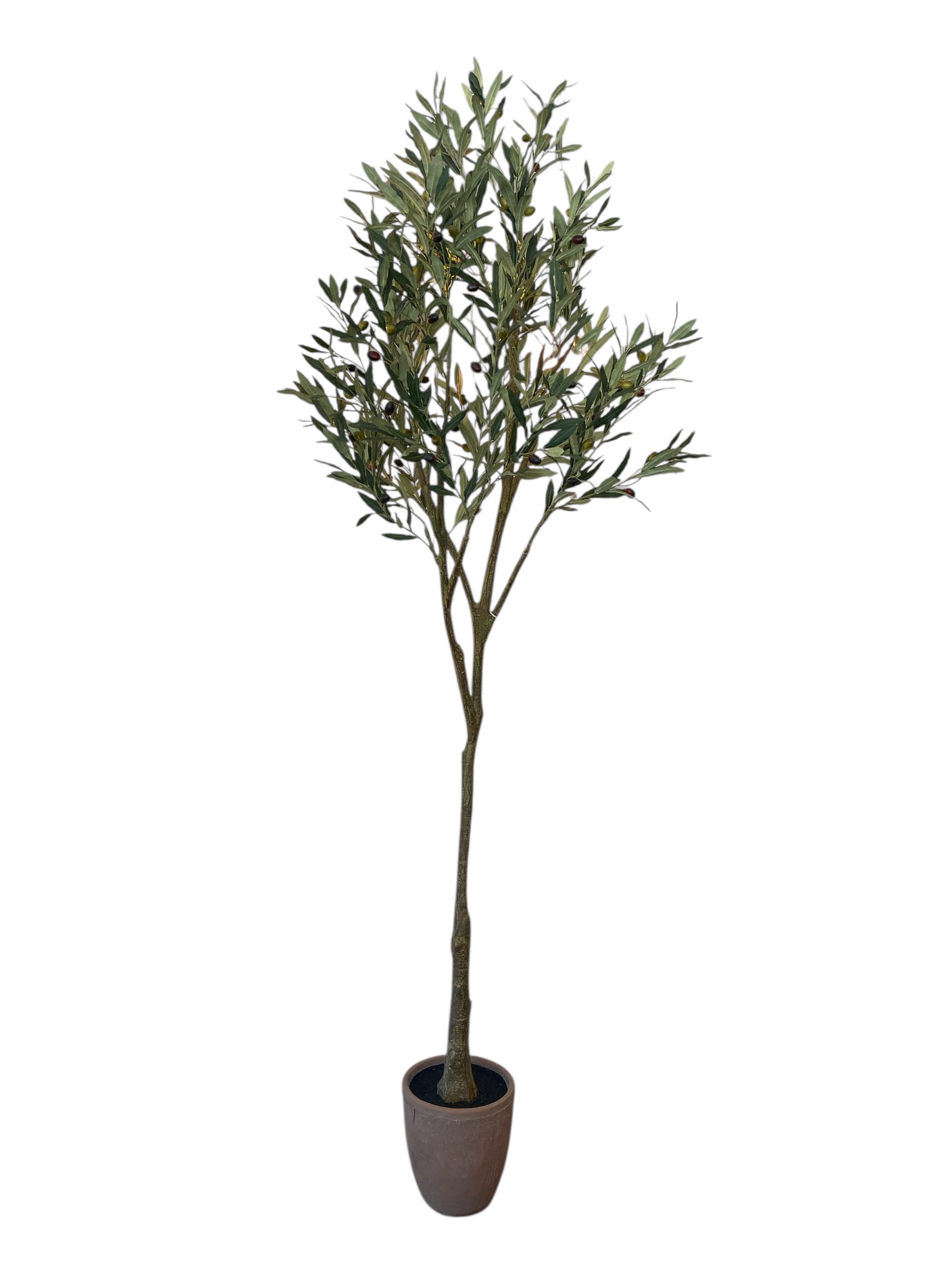 Planta Olivo